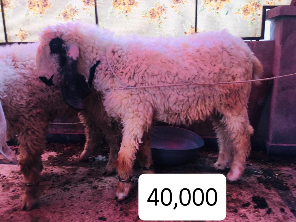 bakra