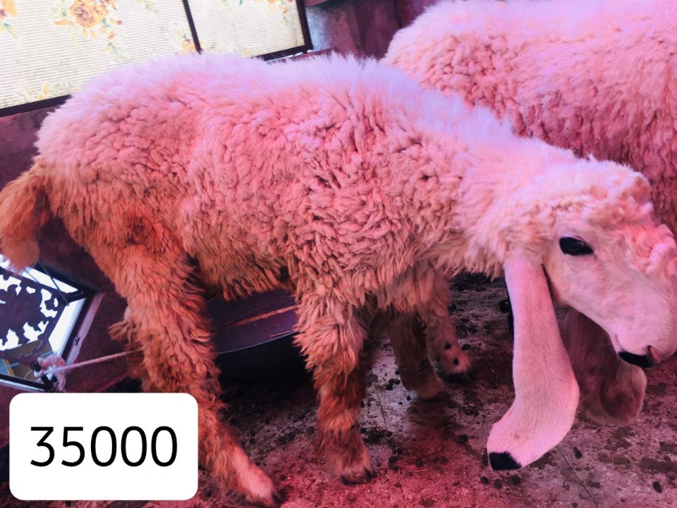 bakra