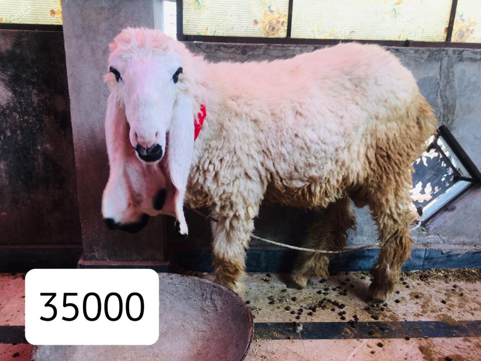 bakra