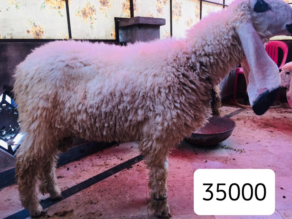 bakra