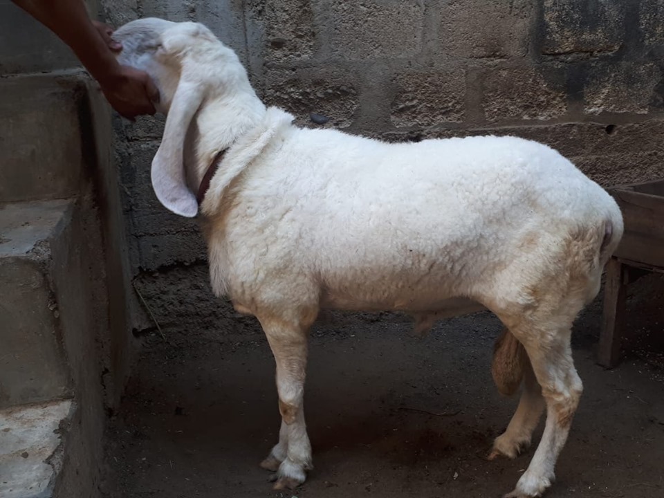 bakra