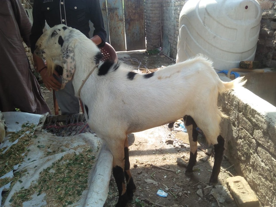 bakra