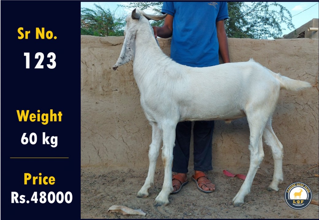 bakra