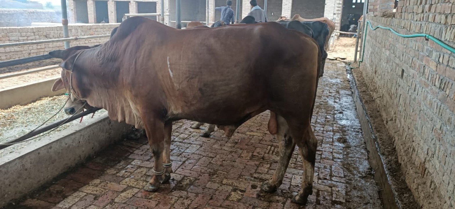 bakra