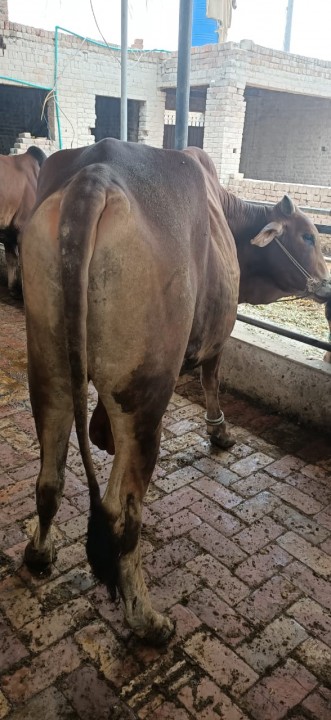 bakra