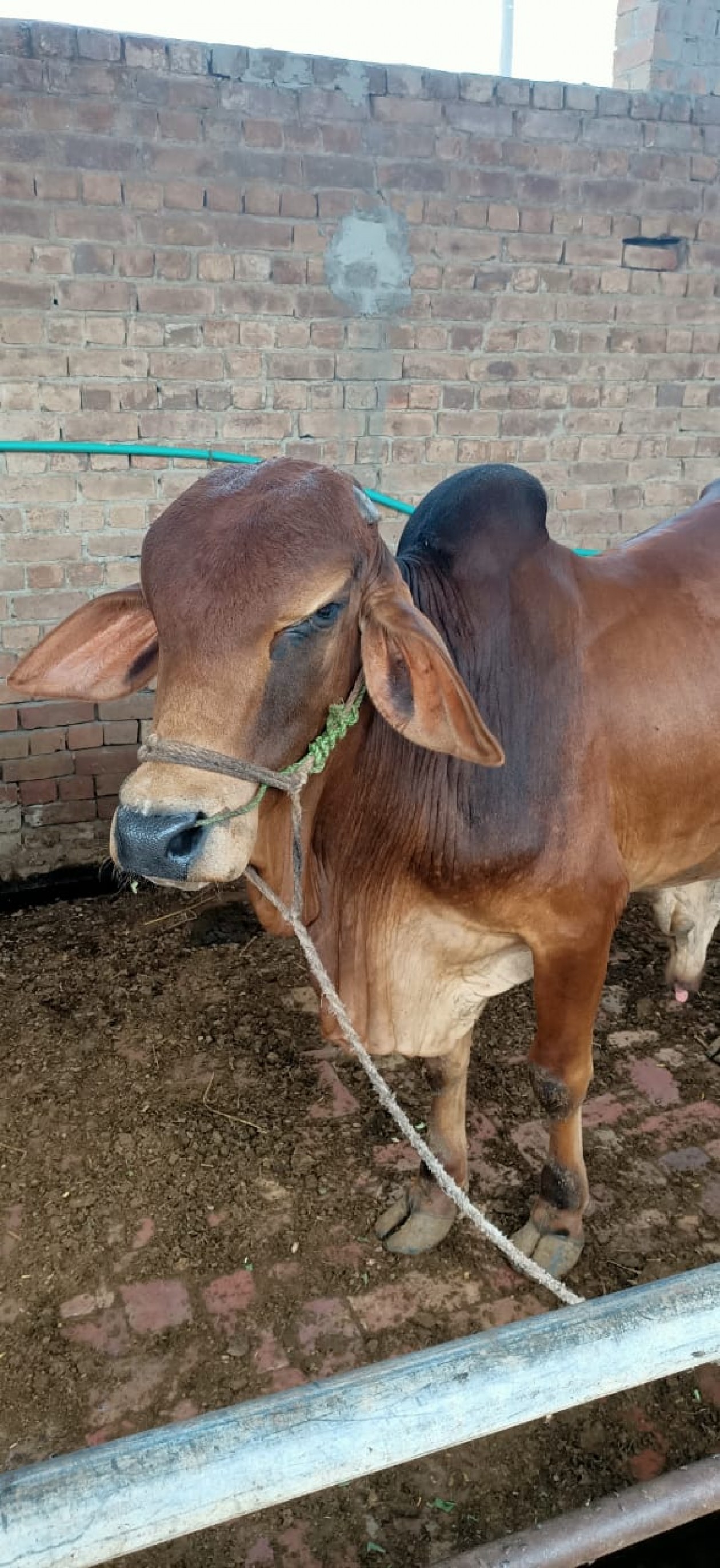 bakra