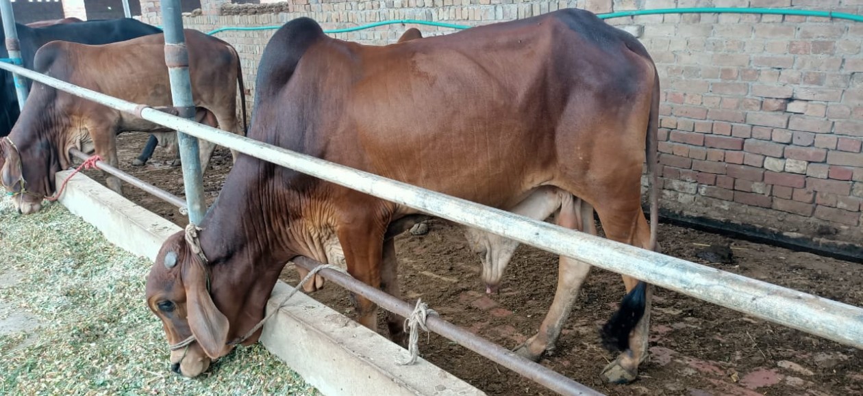 bakra