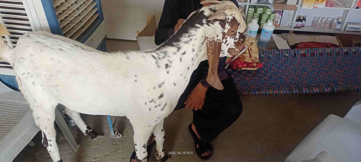 bakra