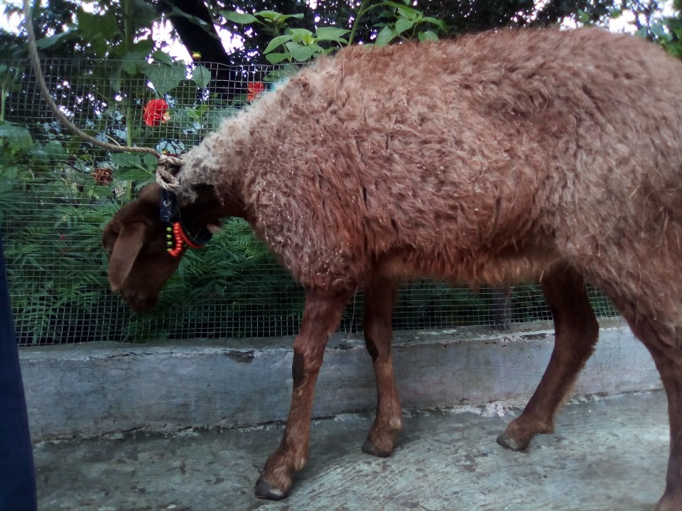 bakra