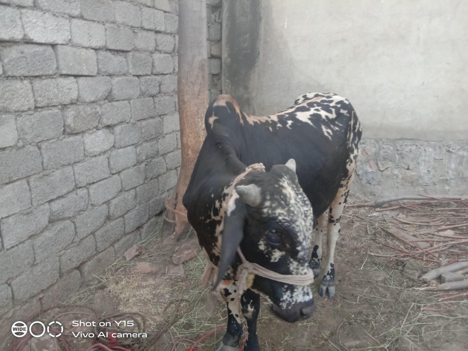 bakra