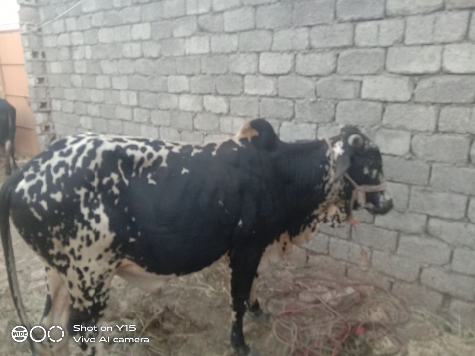 bakra