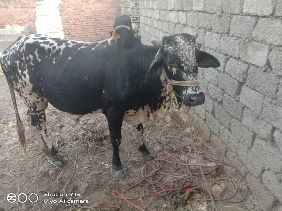 bakra