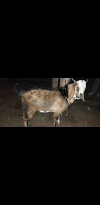 bakra