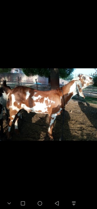 bakra