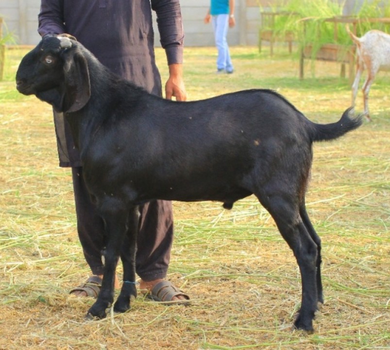 bakra