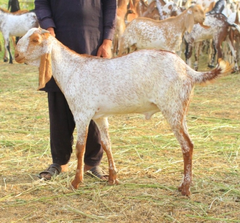 bakra
