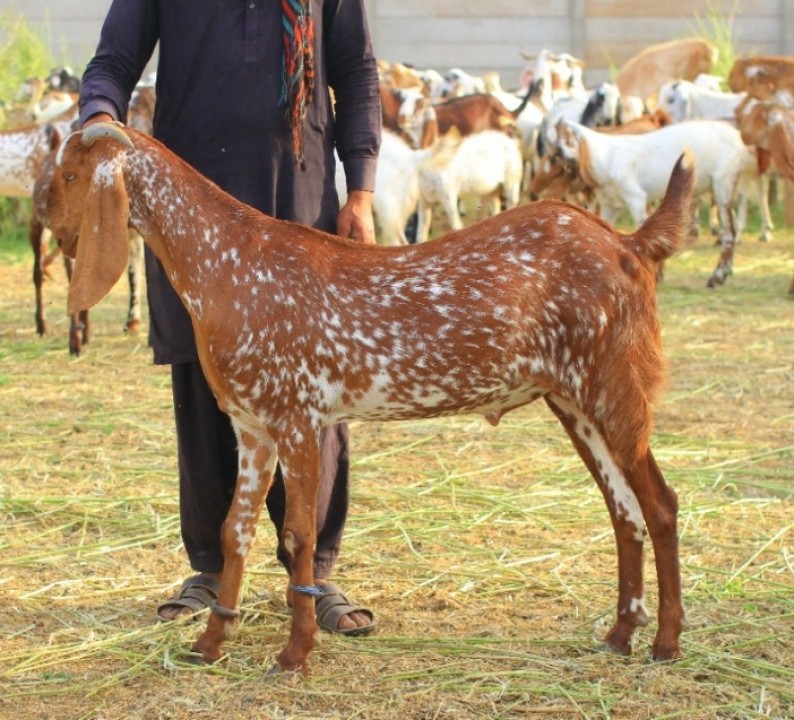 bakra