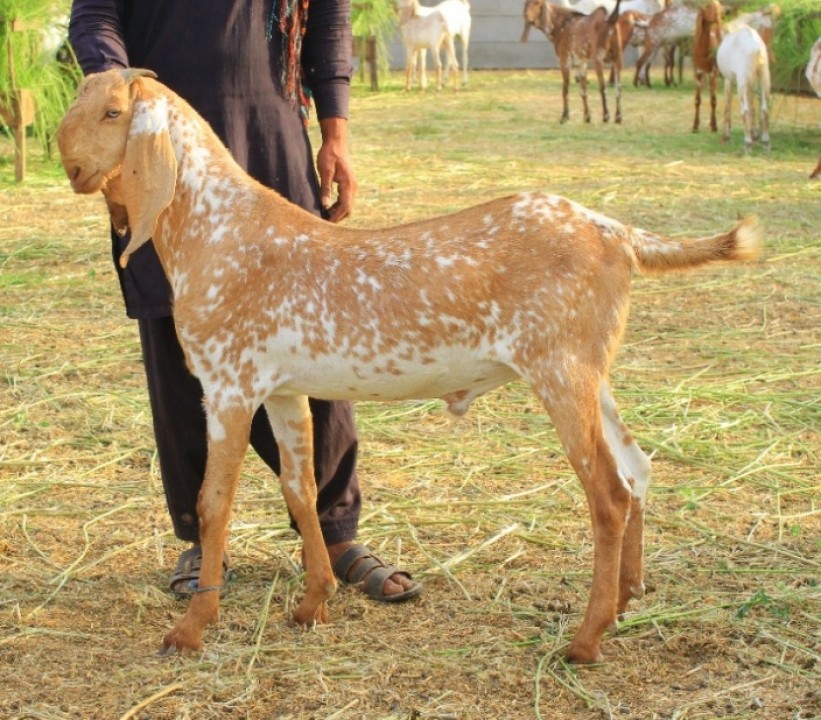 bakra