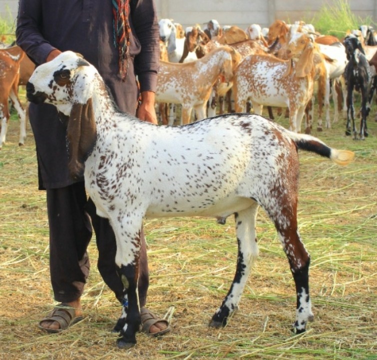 bakra