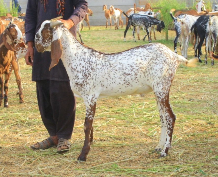 bakra