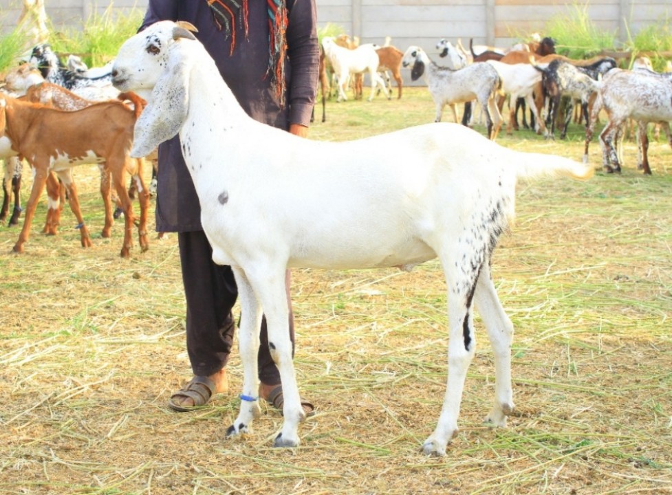 bakra