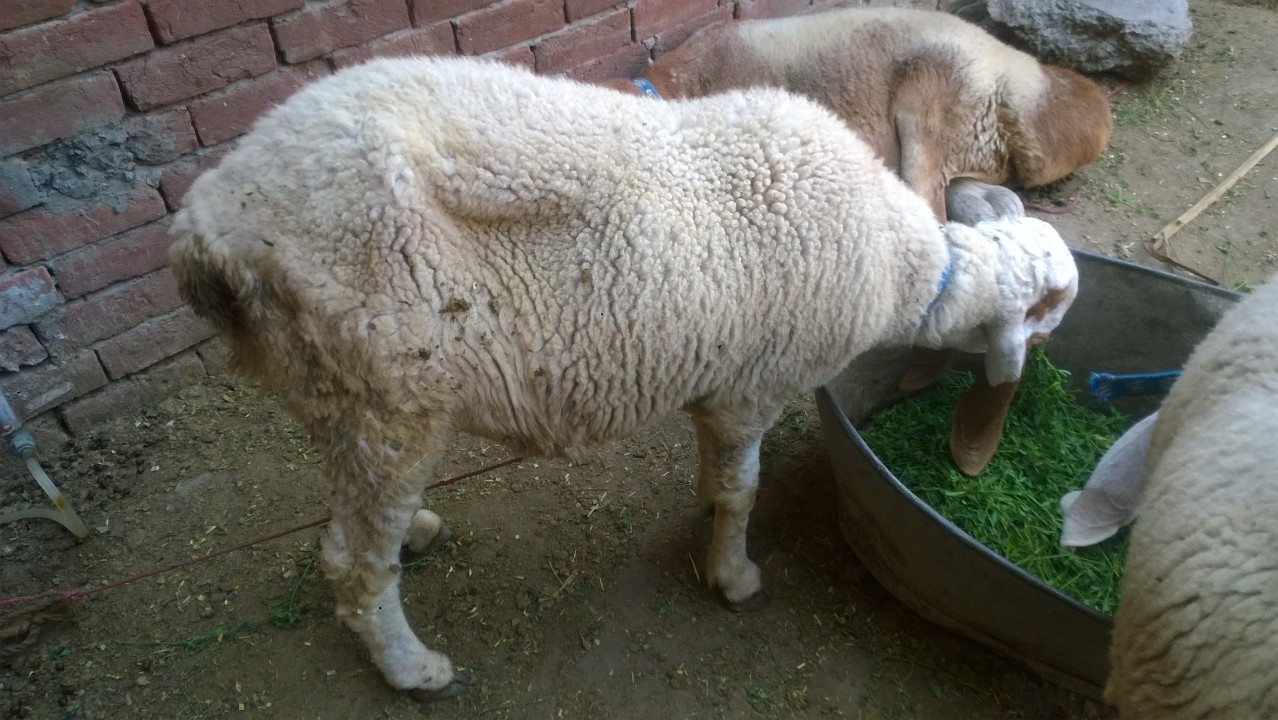 bakra