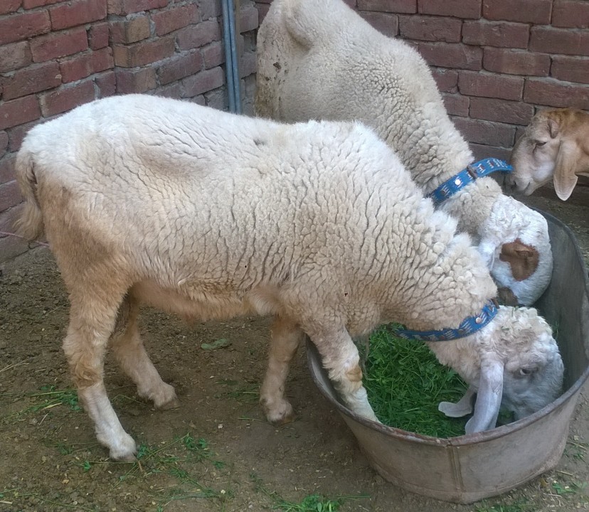 bakra