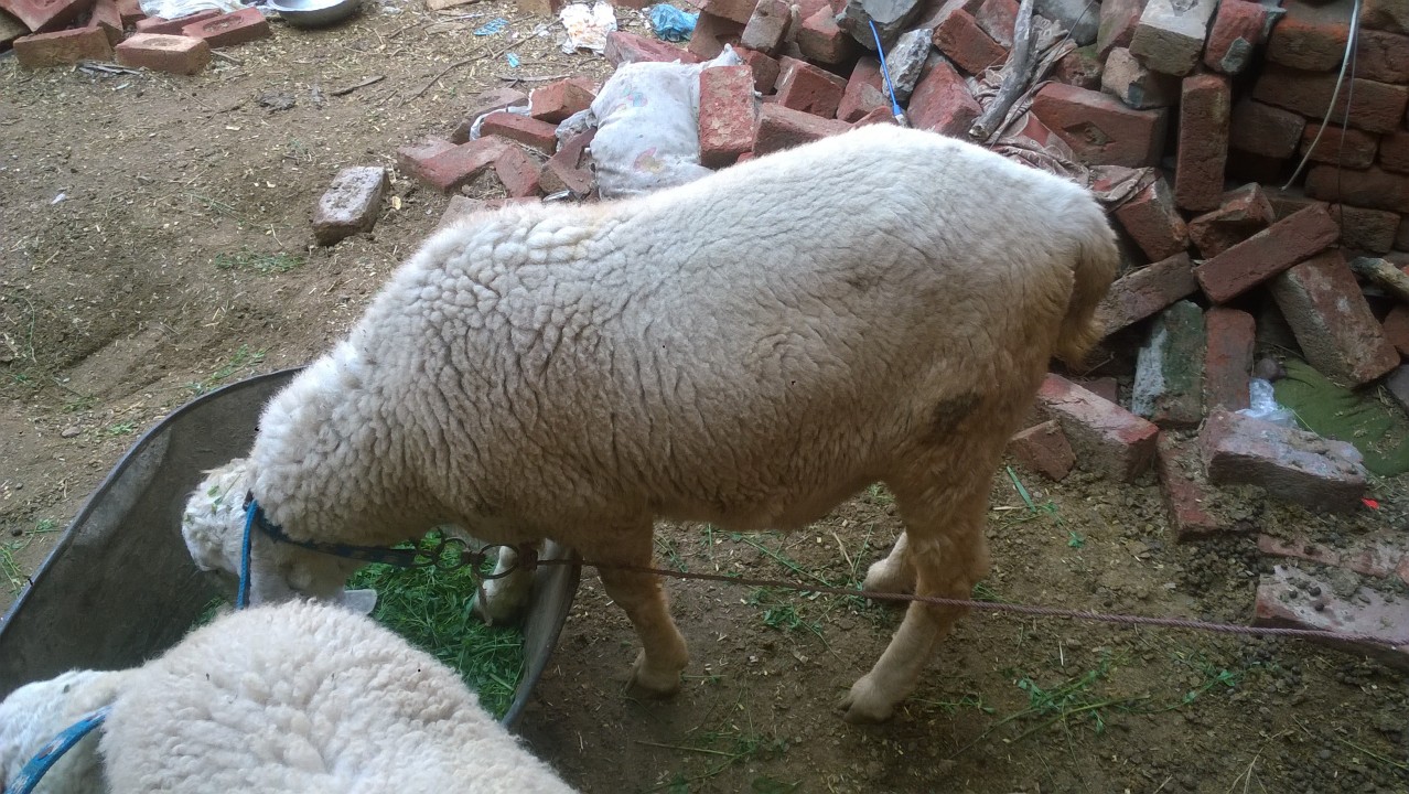 bakra