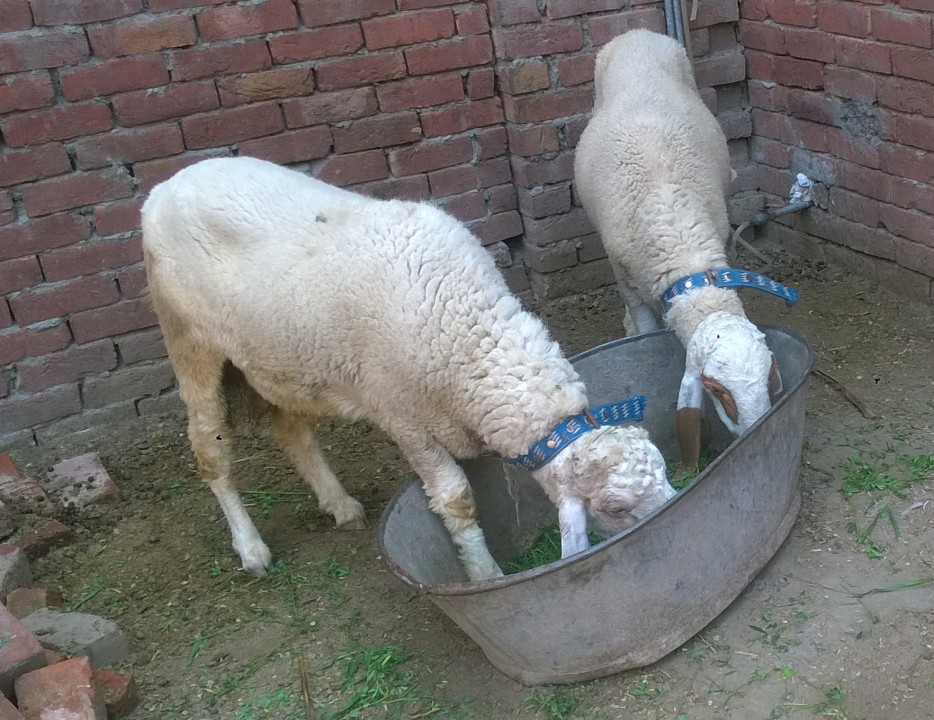 bakra