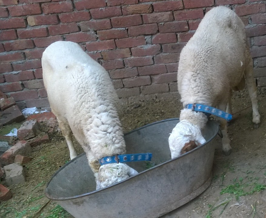 bakra