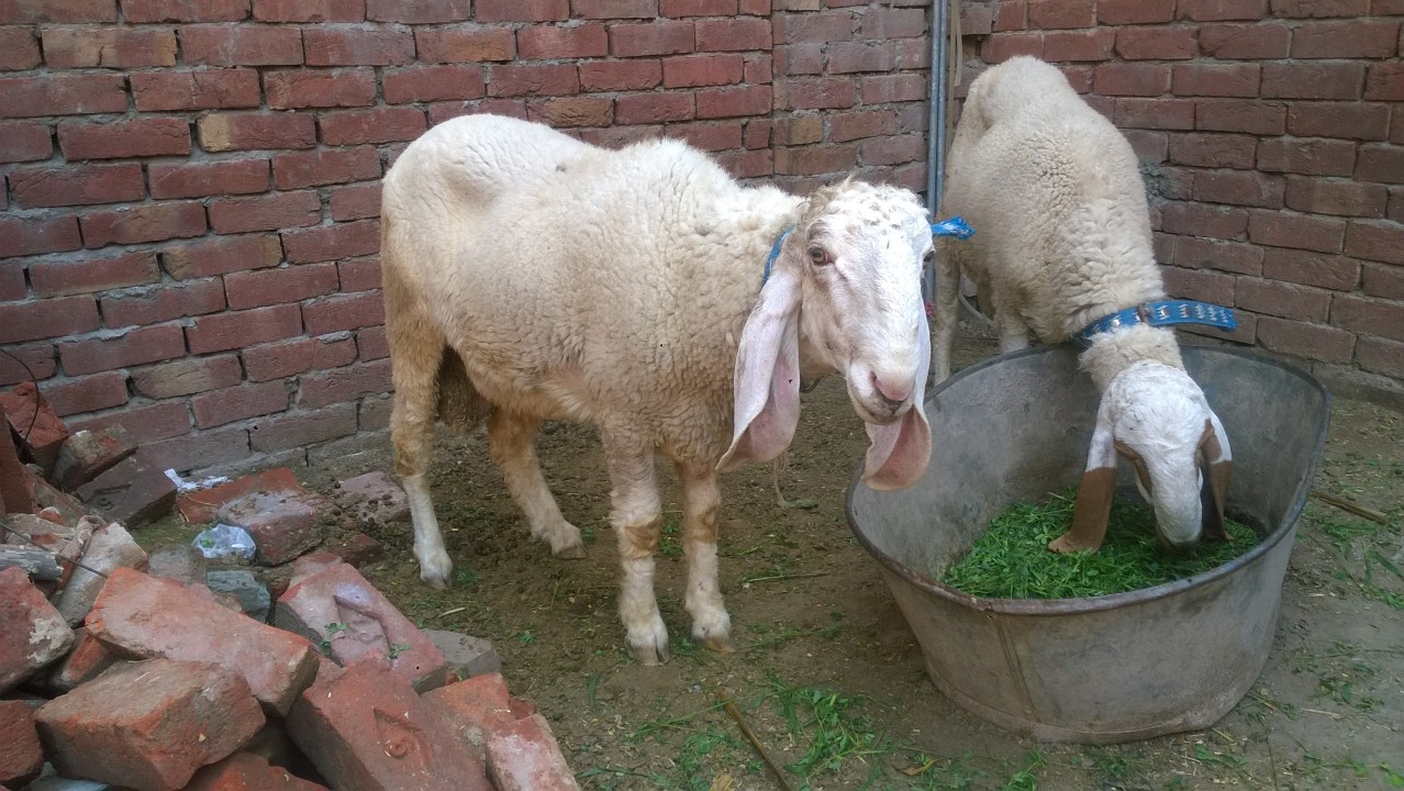 bakra