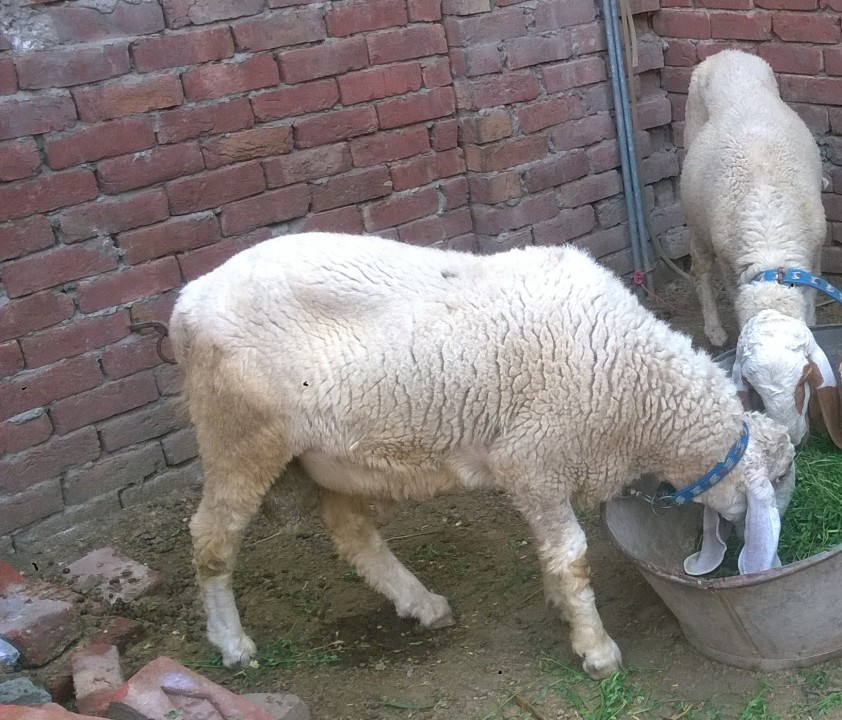 bakra