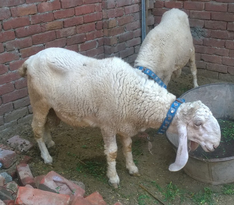 bakra