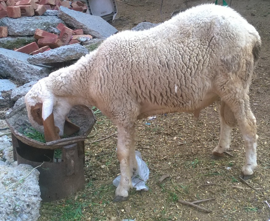 bakra