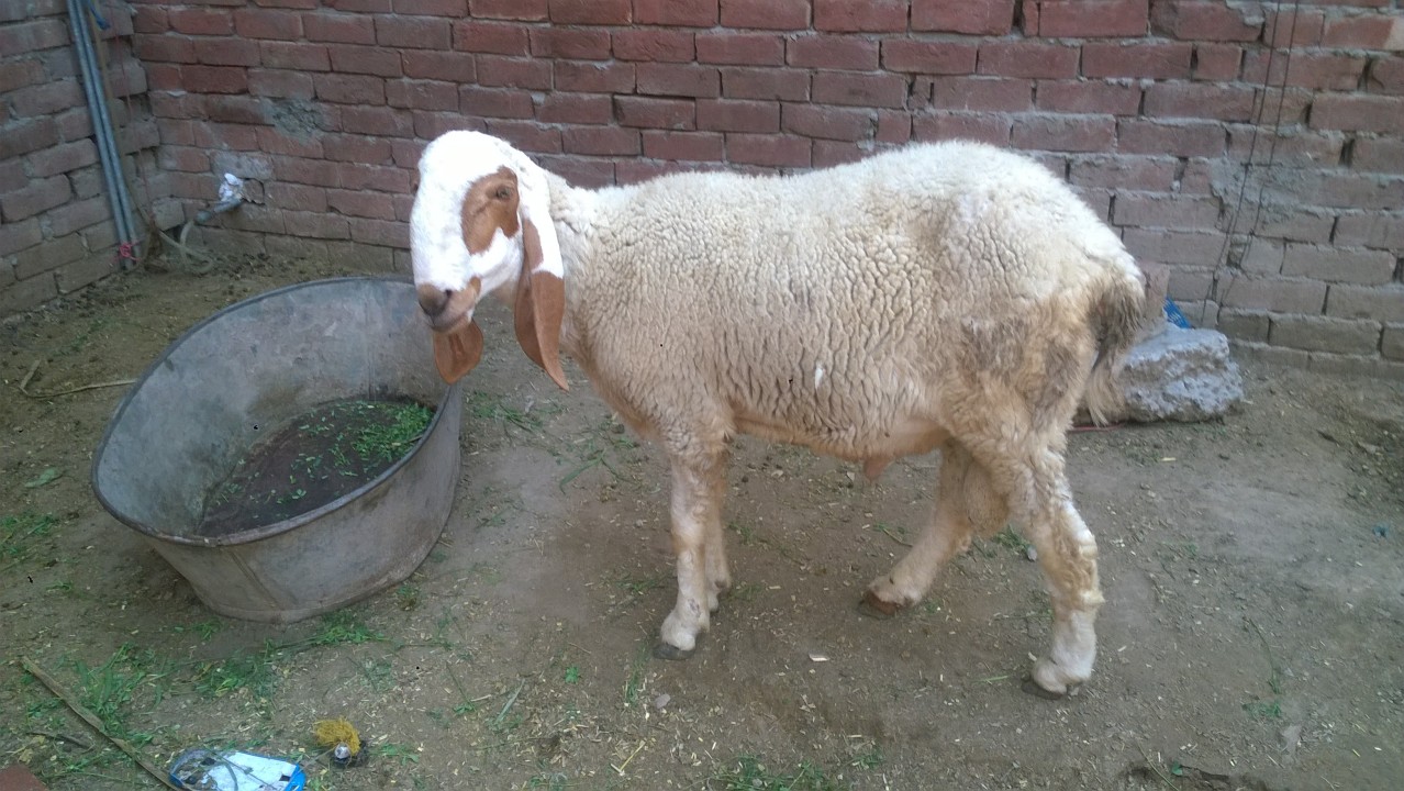bakra