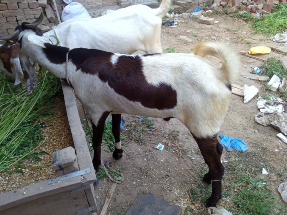 bakra
