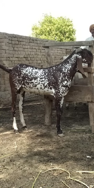 bakra