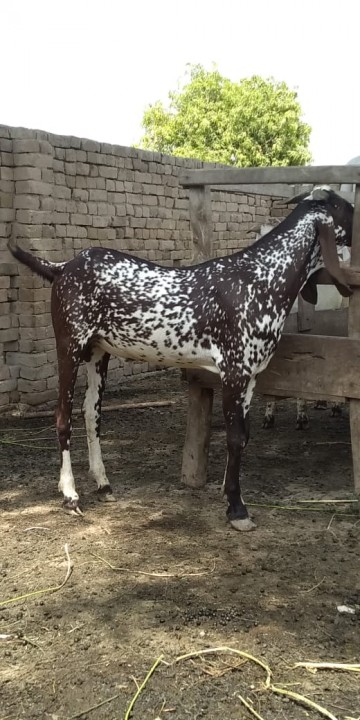 bakra