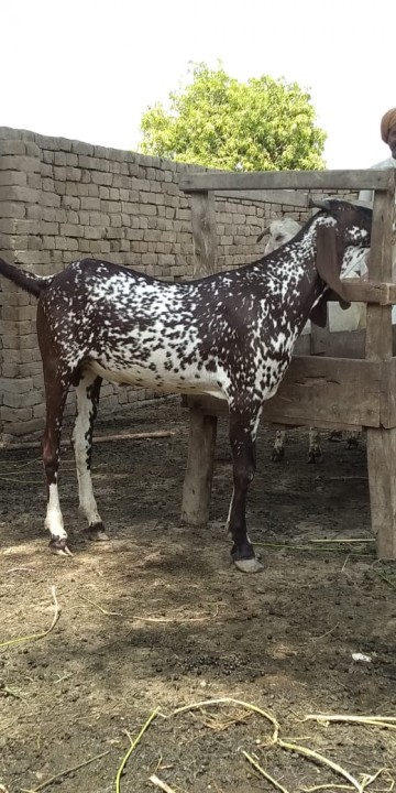 bakra