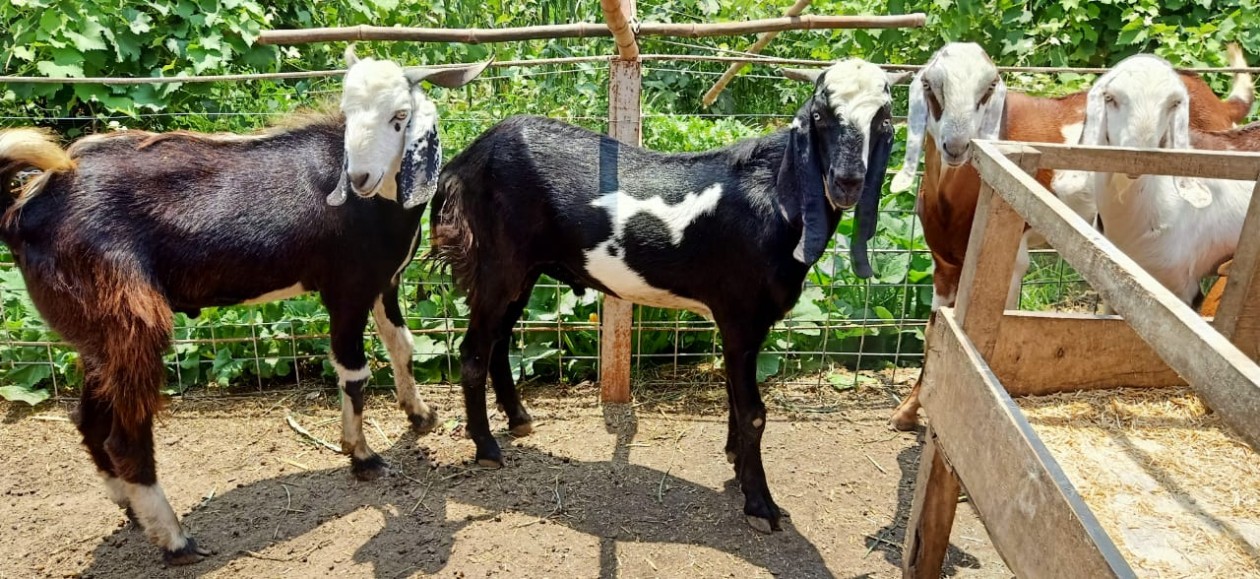 bakra