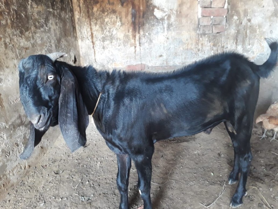bakra