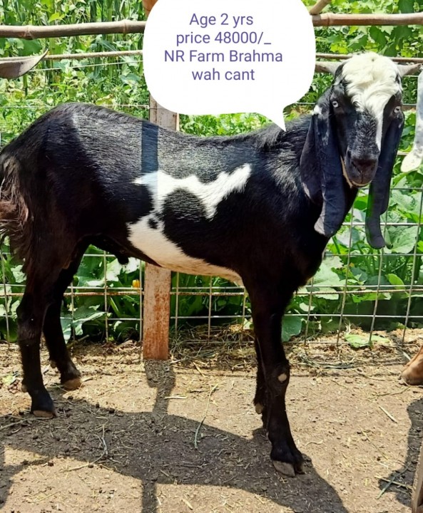 bakra