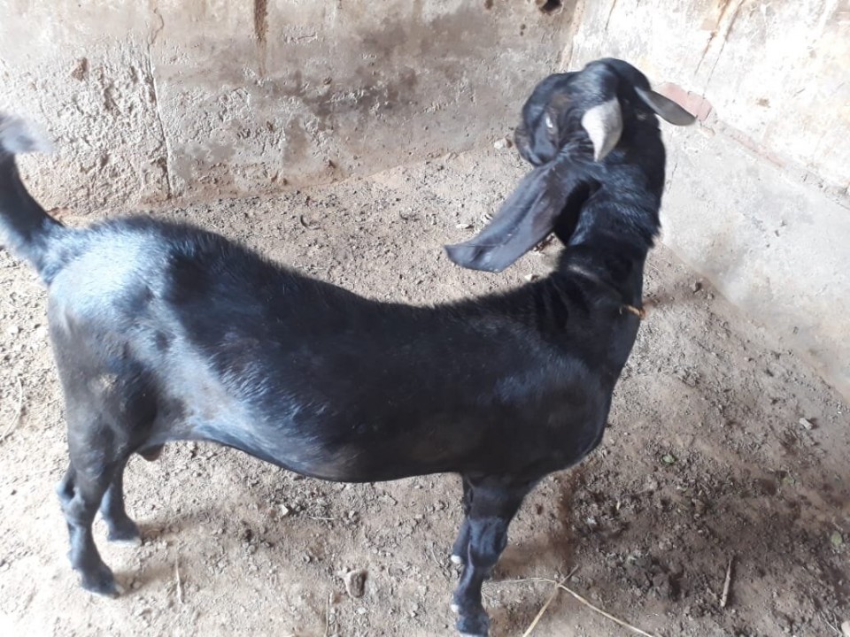 bakra