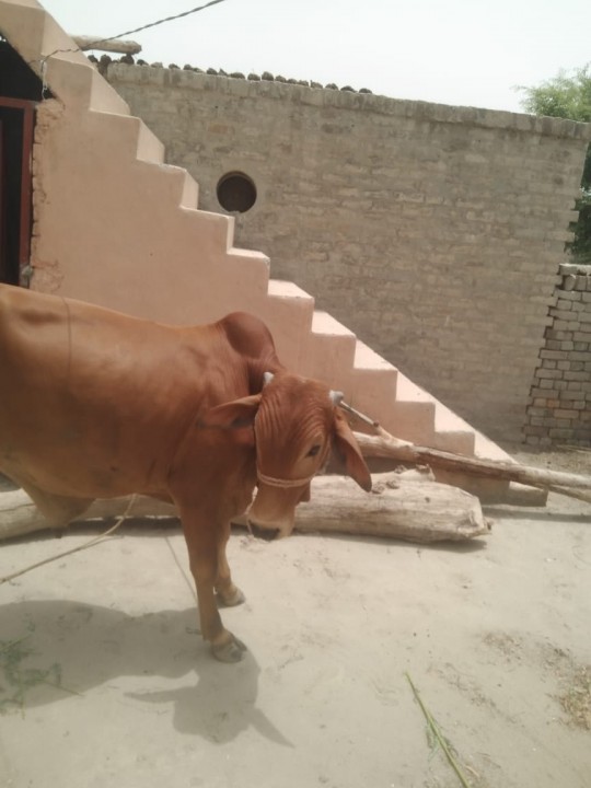 bakra