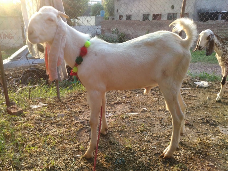 bakra