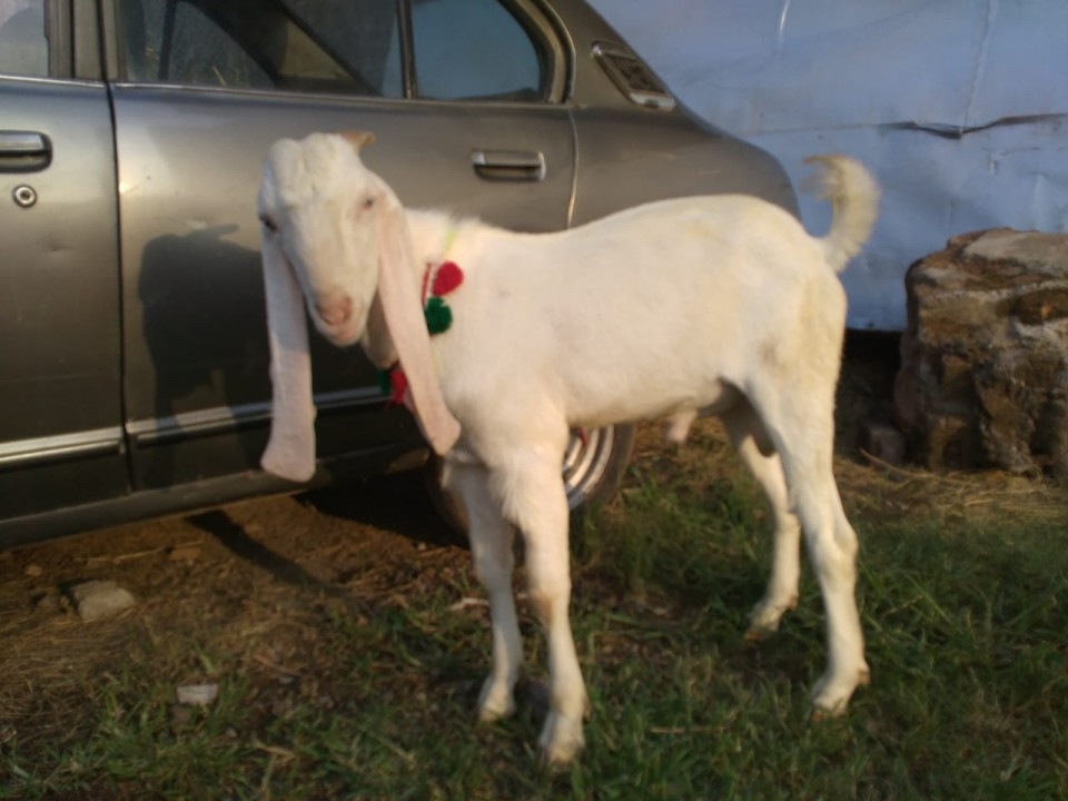 bakra
