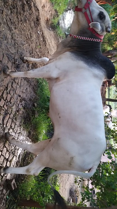 bakra