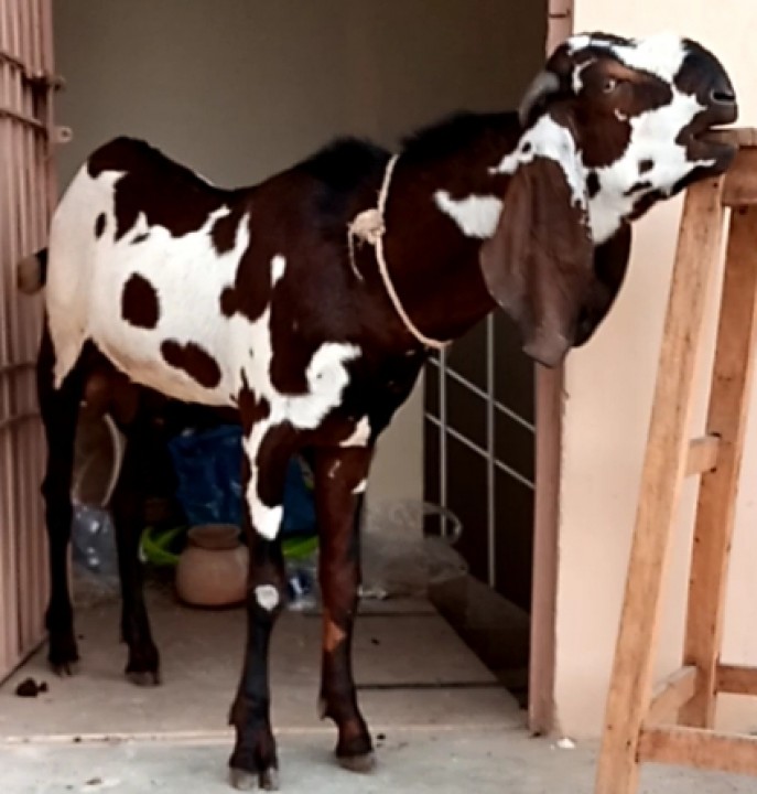 bakra