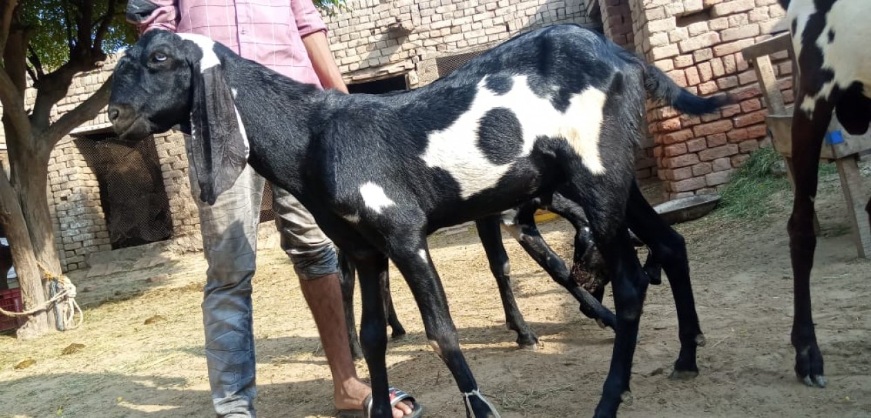 bakra