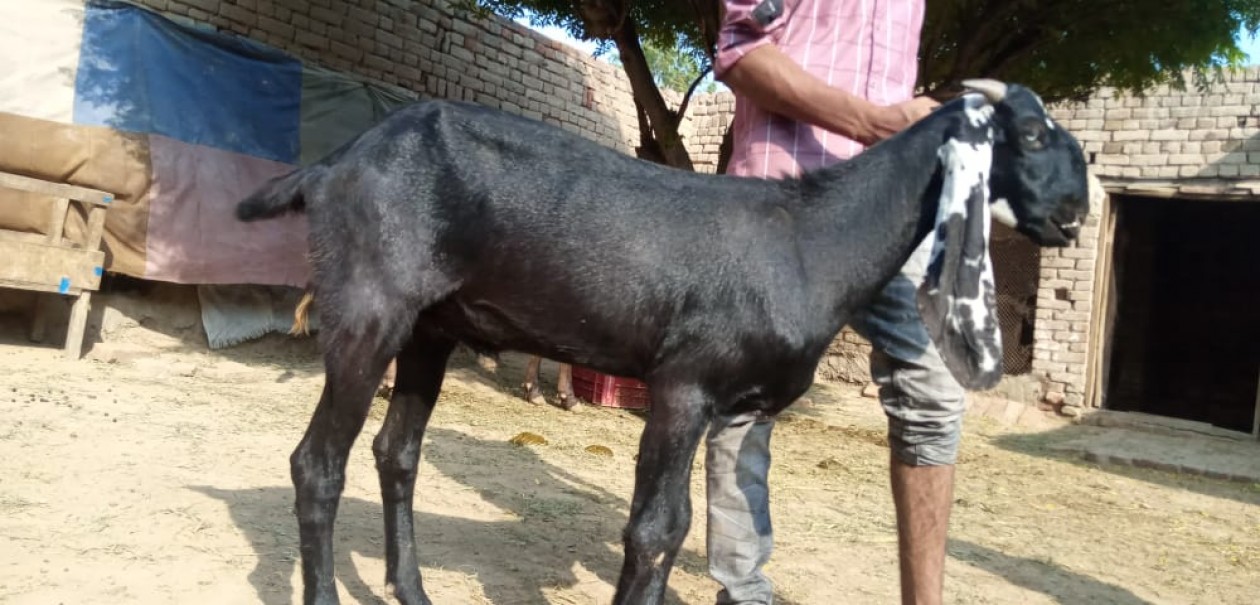 bakra